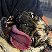 Daisy a rejoint le concours — aidez-le/la à gagner de superbes lots ! dog, pug, tongue, pet, animal, face, close_up, happy, playful, cute, fur, expression, mouth, eyes, person, holding, outdoor, canine, companion, tongue_out