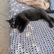 Milo is registered to the contest to win money with this photo: black_cat, cat, pet, animal, sleeping, resting, blanket, crochet, bed, cozy, indoor, feline, tail, ear, paw, soft_texture, carpet, home, relaxation, sunlight