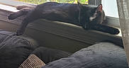 Milo is registered to the contest to win money with this photo: black_cat, brick_wall, cat, couch, curtain, cushion, feline, garden, home, indoors, lying_down, plants, portrait, relaxed, resting, shadow, sleeping, sunlight, window, windowsill