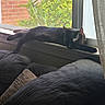 black_cat, brick_wall, cat, couch, curtain, cushion, feline, garden, home, indoors, lying_down, plants, portrait, relaxed, resting, shadow, sleeping, sunlight, window, windowsill