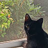 Milo joined the competition — help win amazing prizes! animal, black_cat, cat, ears, eyes, feline, fur, garden, greenery, indoor, leaves, outdoor, pet, plants, portrait, screen, side_profile, sitting, window, windowsill