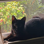 Milo joined the competition — help win amazing prizes! animal, backlit, black_cat, cat, feline, garden, green_eyes, greenery, indoor, leaves, lounging, pet, pointed_ears, portrait, screen, sitting, sunlight, whiskers, window, windowsill