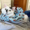 Cat is registered to the contest to win money with this photo: cat, white_cat, green_eyes, bed, blanket, shirt, blue_shirt, lobster_pattern, indoor, furniture, dresser, door, cozy, pet, animal, relaxed, sleepy, cute, fluffy, resting