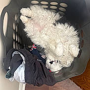 Cat joined the competition — help win amazing prizes! cat, laundry_basket, clothes, fluffy, white_cat, black_markings, curly_fur, indoor, wooden_floor, relaxed, sleeping, pet, domestic, cozy, cute, household, basket, feline, resting, curled_up