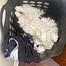 cat, laundry_basket, clothes, fluffy, white_cat, black_markings, curly_fur, indoor, wooden_floor, relaxed, sleeping, pet, domestic, cozy, cute, household, basket, feline, resting, curled_up