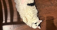 Cat is registered to the contest to win money with this photo: cat, fluffy, white, black_patches, wooden_floor, shadow, chair_shadow, pet, lying_down, relaxed, indoor, green_eyes, fur, animal, cute, domestic, whiskers, ears, flooring, cozy
