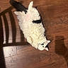 cat, fluffy, white, black_patches, wooden_floor, shadow, chair_shadow, pet, lying_down, relaxed, indoor, green_eyes, fur, animal, cute, domestic, whiskers, ears, flooring, cozy