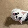Cat is registered to the contest to win money with this photo: cat, white_cat, black_spots, green_eyes, tongue_out, curious, pet, indoor, carpet, fur, whiskers, animal, cute, looking_up, domestic_cat, mammal, feline, close_up, playful, floor