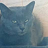 cat, feline, pet, animal, portrait, close_up, blue_gray, dark_fur, green_eyes, pointed_ears, whiskers, nose, staring, indoors, couch, soft_surface, moody, hazy, grainy, photography