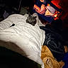 cat, cats, gray_cat, orange_cat, bed, bedroom, blanket, bedding, sleeping, resting, indoor, night, television, dark_room, cozy, pets, feline, home, relaxed, photograph