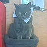black_cat, cat, feline, pet, animal, sitting, portrait, collar, white_collar, cat_tree, scratching_post, fluffy_fur, yellow_eyes, indoors, home, desk, papers, eyeglasses, red_fabric, front_facing