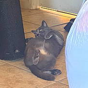 Jeffy is registered to the contest to win money with this photo: cat, cats, gray_cat, kitten, pet, animal, feline, wrestling, playing, lying_down, indoor, tile_floor, doorway, home, furniture, closeup, eyes, ears, fur, playful