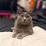 cat, gray_cat, pet, animal, feline, portrait, sitting, bed, bedspread, indoors, home, cozy, short_hair, yellow_eyes, ears, whiskers, paws, front_facing, blurred_background, photography