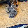 cat, gray_cat, pet, animal, lying_down, belly_up, paws_up, yellow_eyes, fur, whiskers, indoor, tile_floor, cowboy_boots, water_bowl, suitcase, plastic_fork, relaxed, funny, playful, home