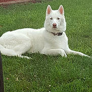 Ghost is registered to the contest to win money with this photo: dog, white_dog, grass, lawn, outdoor, garden, plant, pot, bench, wooden_cart, pet, canine, collar, relaxed, animal, backyard, nature, summer, daytime, quiet