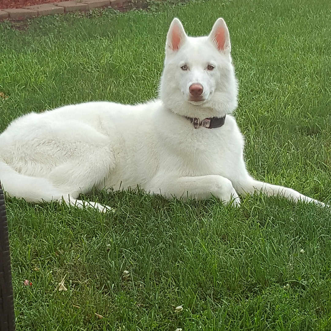Ghost is registered to the contest to win money with this photo: animal, backyard, bench, canine, collar, daytime, dog, garden, grass, lawn, nature, outdoor, pet, plant, pot, quiet, relaxed, summer, white_dog, wooden_cart