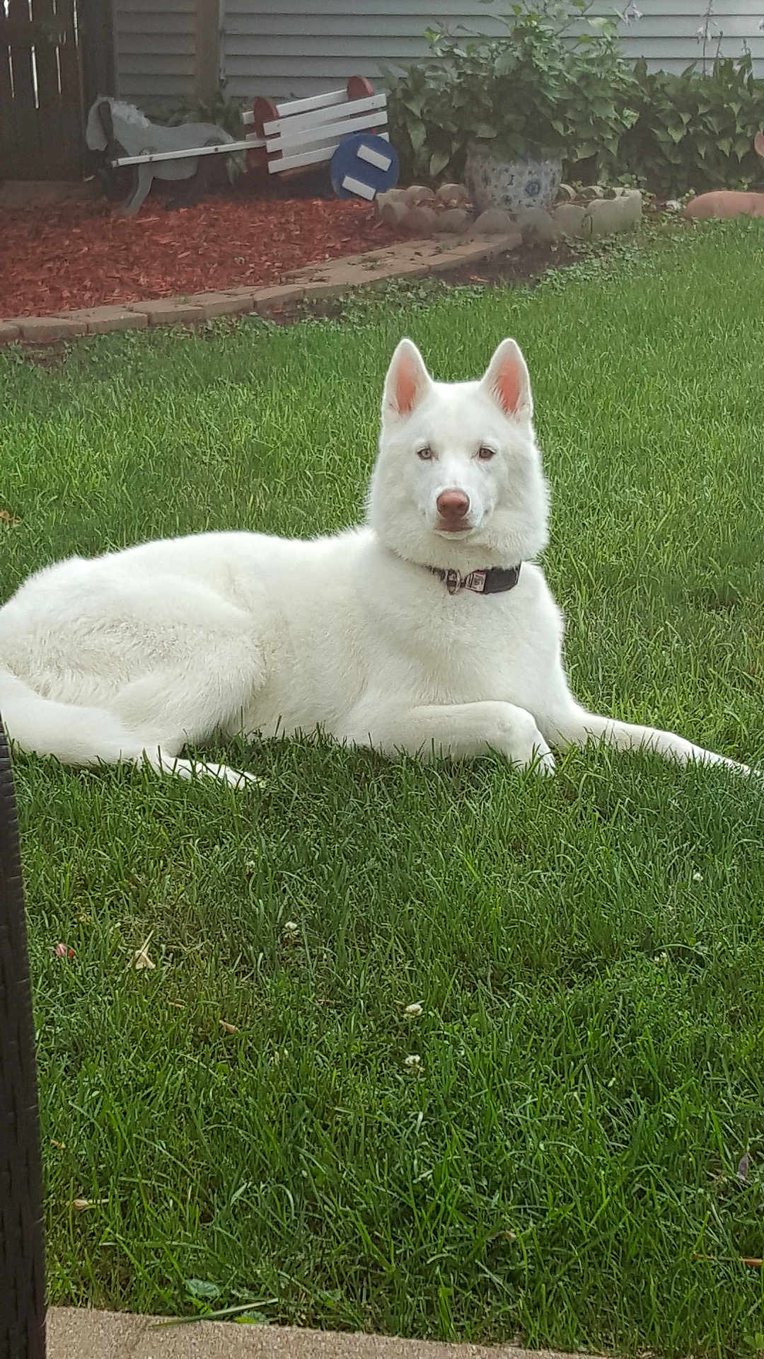 Ghost is registered to the contest to win money with this photo: dog, white_dog, grass, lawn, outdoor, garden, plant, pot, bench, wooden_cart, pet, canine, collar, relaxed, animal, backyard, nature, summer, daytime, quiet