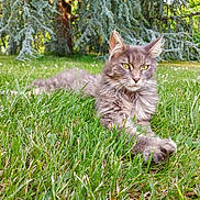 Miss Plume a rejoint le concours — aidez-le/la à gagner de superbes lots ! cat, gray_cat, grass, outdoor, tree, nature, greenery, fur, relaxed, animal, pet, whiskers, eyes, fluffy, sunlight, daylight, serene, lying_down, close_up, mammal