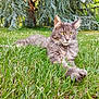 cat, gray_cat, grass, outdoor, tree, nature, greenery, fur, relaxed, animal, pet, whiskers, eyes, fluffy, sunlight, daylight, serene, lying_down, close_up, mammal