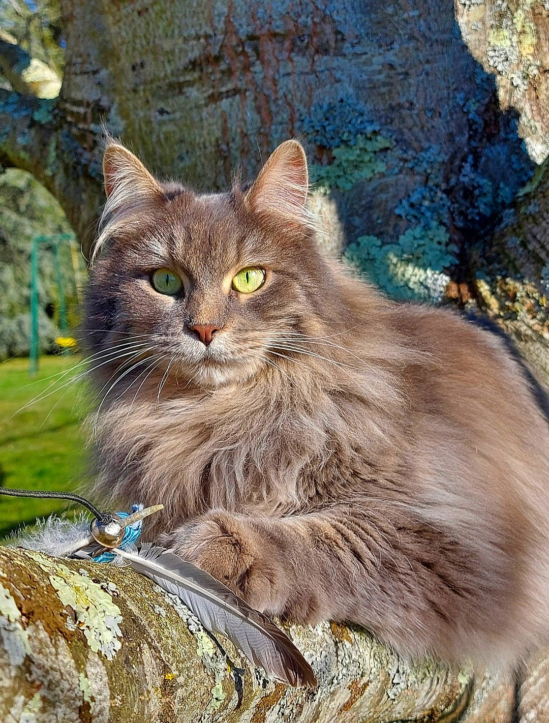 Miss Plume participe au concours pour gagner de l'argent avec cette photo : british_longhair, carnivore, cat, domestic_short_haired_cat, fawn, felidae, fur, grass, lynx, plant, small_to_medium_sized_cats, snout, terrestrial_animal, tree, whiskers, wildlife