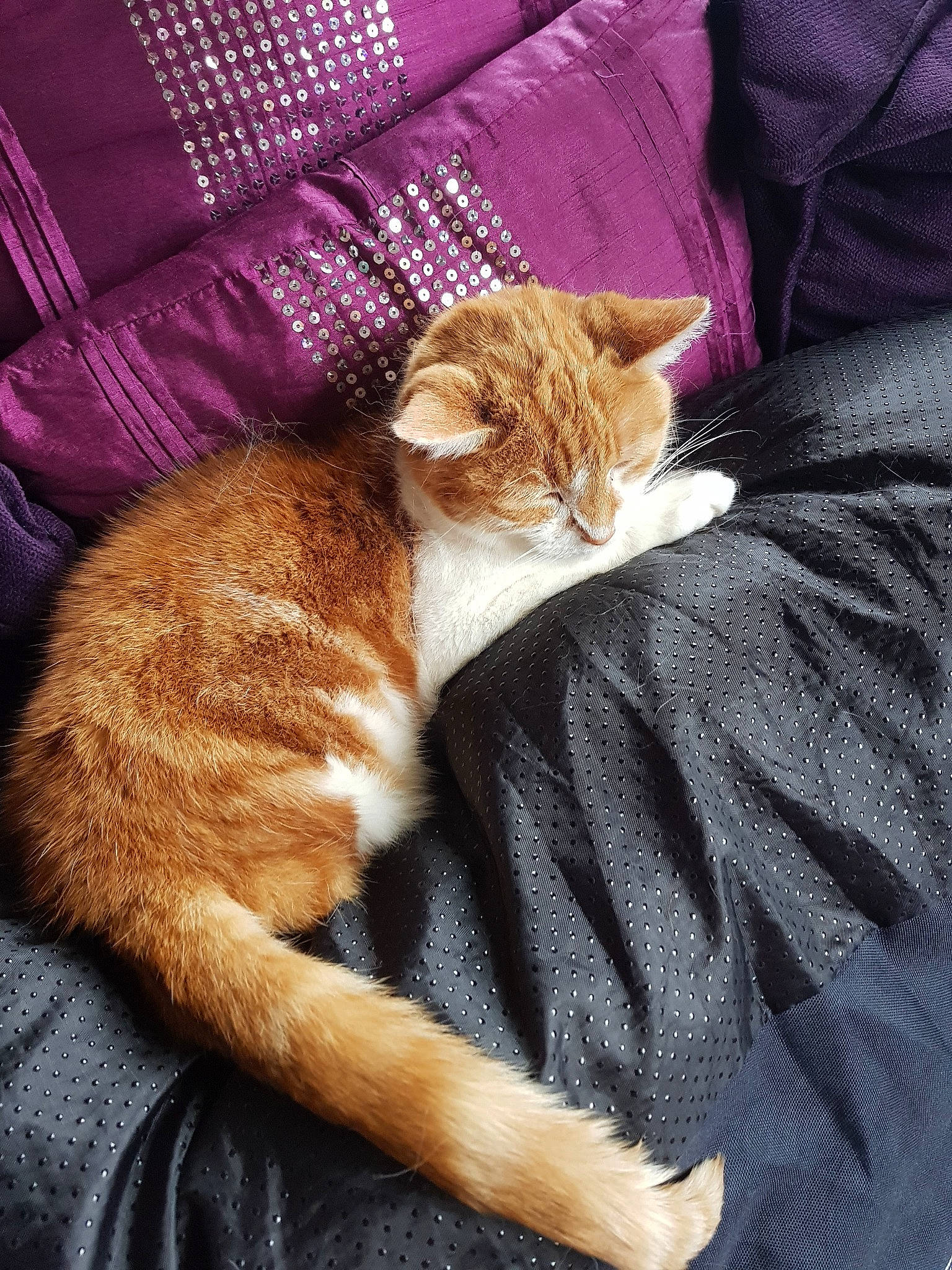 Ginge joined the competition — help win amazing prizes! aegean_cat, american_wirehair, arabian_mau, asian, carnivore, cat, claw, domestic_short_haired_cat, european_shorthair, fawn, felidae, fur, german_rex, kitten, mammal, paw, small_to_medium_sized_cats, tabby_cat, tail, whiskers