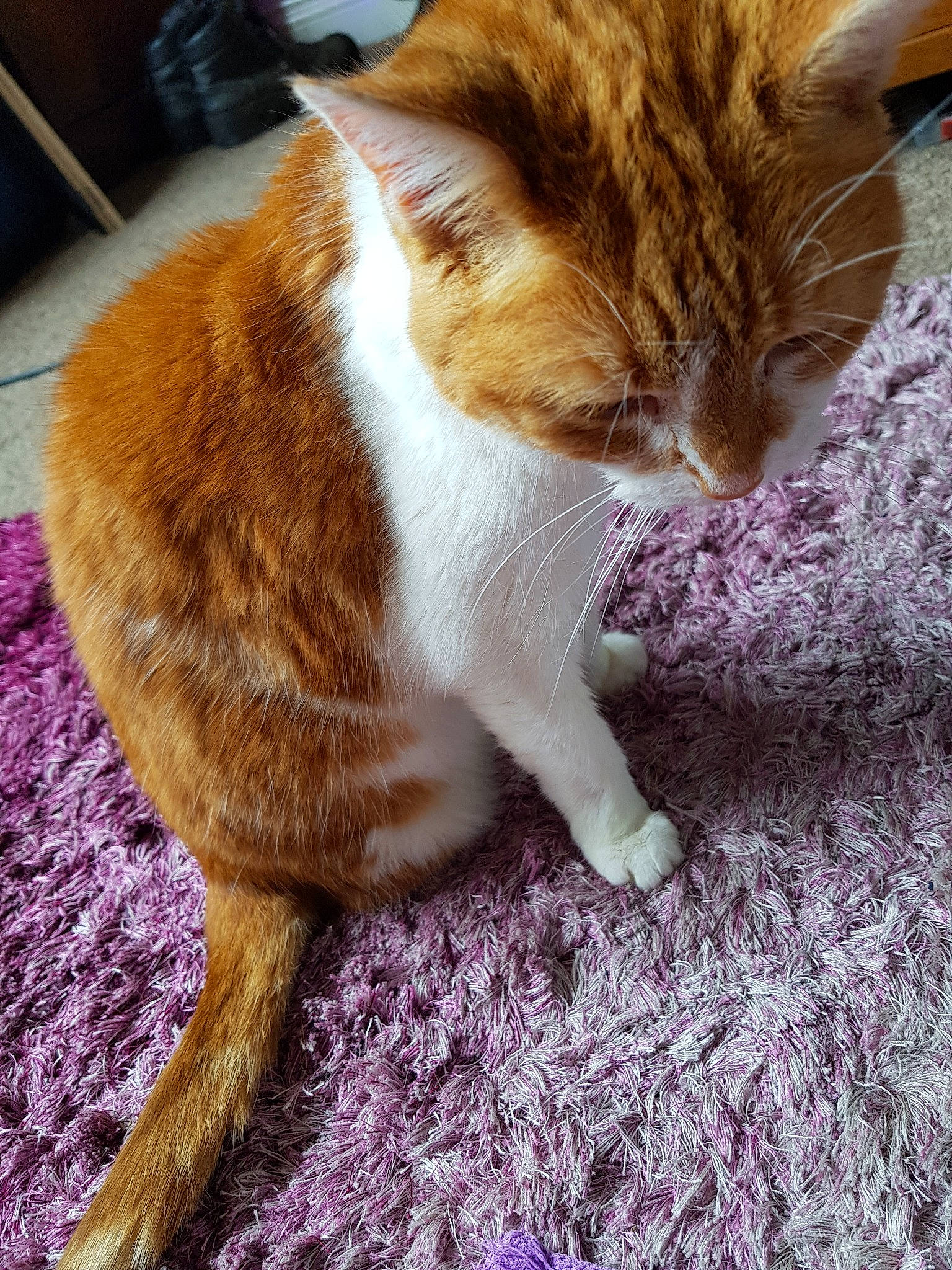 Ginge is registered to the contest to win money with this photo: aegean_cat, carnivore, cat, claw, domestic_short_haired_cat, european_shorthair, fawn, felidae, fur, kitten, small_to_medium_sized_cats, tabby_cat, tail, whiskers