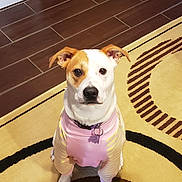 Lily Lea is registered to the contest to win money with this photo: dog, pet, indoor, floor, rug, clothing, pastel_colors, brown, white, ears, collar, looking_at_camera, sitting, cute, animal, furniture, wood_floor, pattern, home, domestic