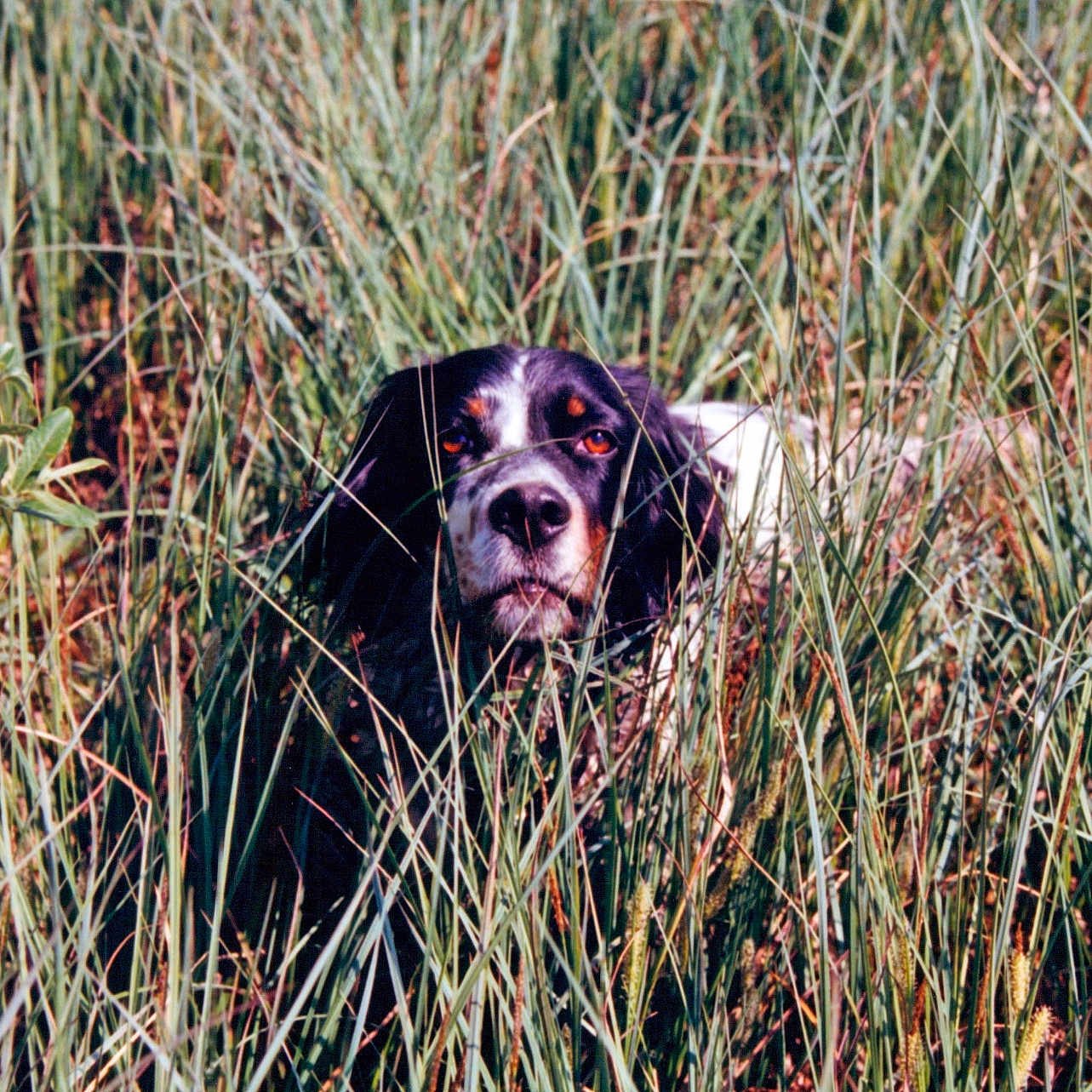 Gella a rejoint le concours — aidez-le/la à gagner de superbes lots ! animal, camouflage, canine, closeup, daylight, dog, eyes, field, fur, grass, greenery, muzzle, nature, outdoor, pet, plant, portrait, snout, summer, wild