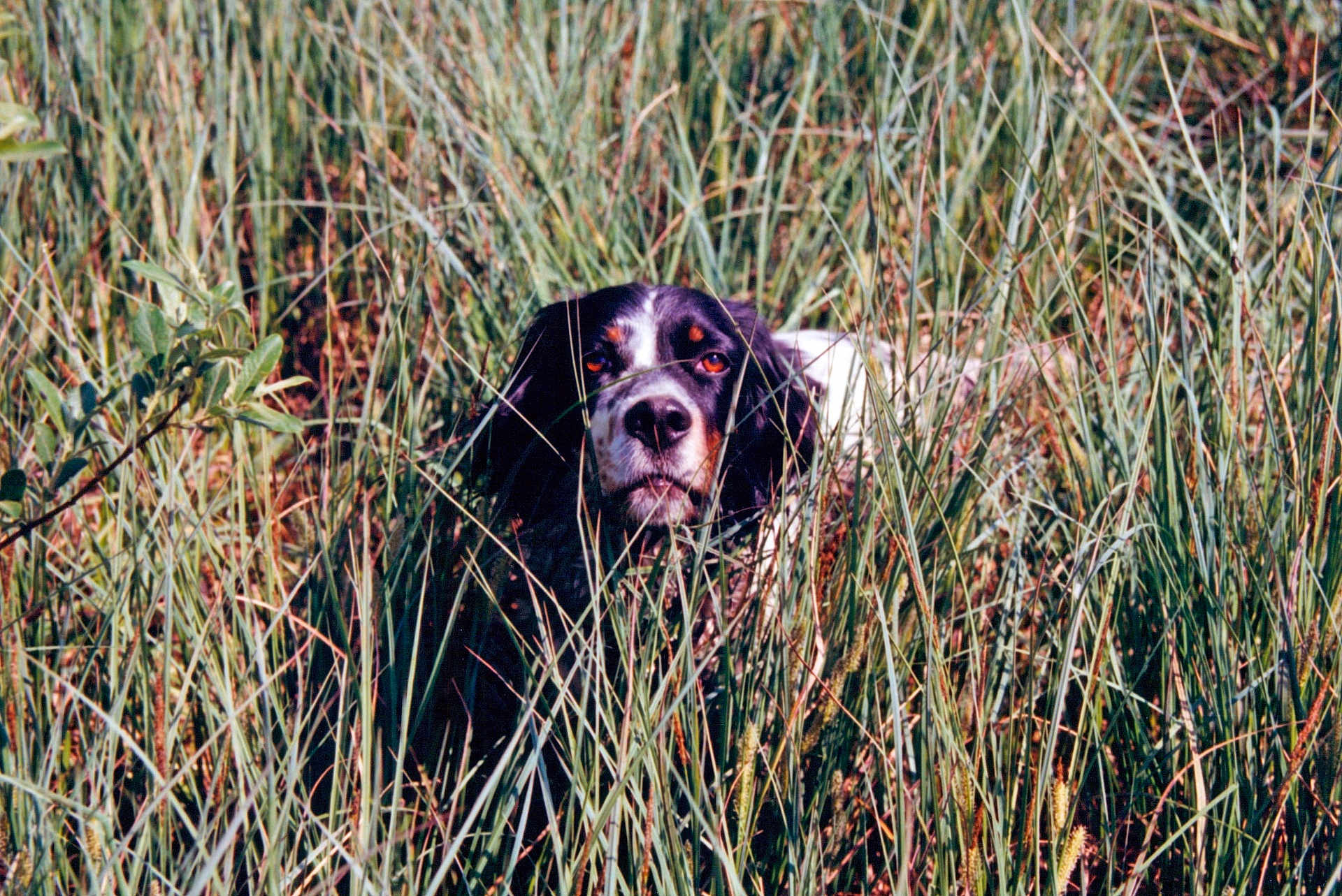 Gella a rejoint le concours — aidez-le/la à gagner de superbes lots ! dog, grass, outdoor, nature, animal, canine, wild, field, camouflage, pet, fur, eyes, snout, greenery, plant, summer, daylight, muzzle, portrait, closeup