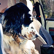 Gella participe au concours pour gagner de l'argent avec cette photo : dog, car, seat, window, sunlight, wet_fur, collar, interior, pet, animal, side_view, calm, looking_out, daylight, vehicle, domestic, mammal, closeup, seatbelt, resting