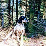 Gella participe au concours pour gagner de l'argent avec cette photo : dog, forest, trees, branches, muddy, outdoor, nature, animal, canine, sunlight, woods, sitting, fur, black_and_white, moss, ground, leaves, daylight, wild, alert