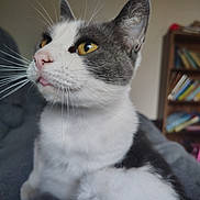 Dumps joined the competition — help win amazing prizes! animal, blurred_background, books, bookshelf, cat, close_up, cozy, curious_expression, domestic_cat, feline, grey_and_white_fur, indoor, pet, pink_nose, portrait, sitting, soft_light, whiskers, whiskers_visible, yellow_eyes