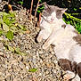 Dumps is registered to the contest to win money with this photo: animal, cat, closeup, daylight, fur, greenery, leaves, mammal, nature, outdoor, peaceful, pebbles, pet, quiet, relaxing, resting, sleeping, sunlight, tail, whiskers