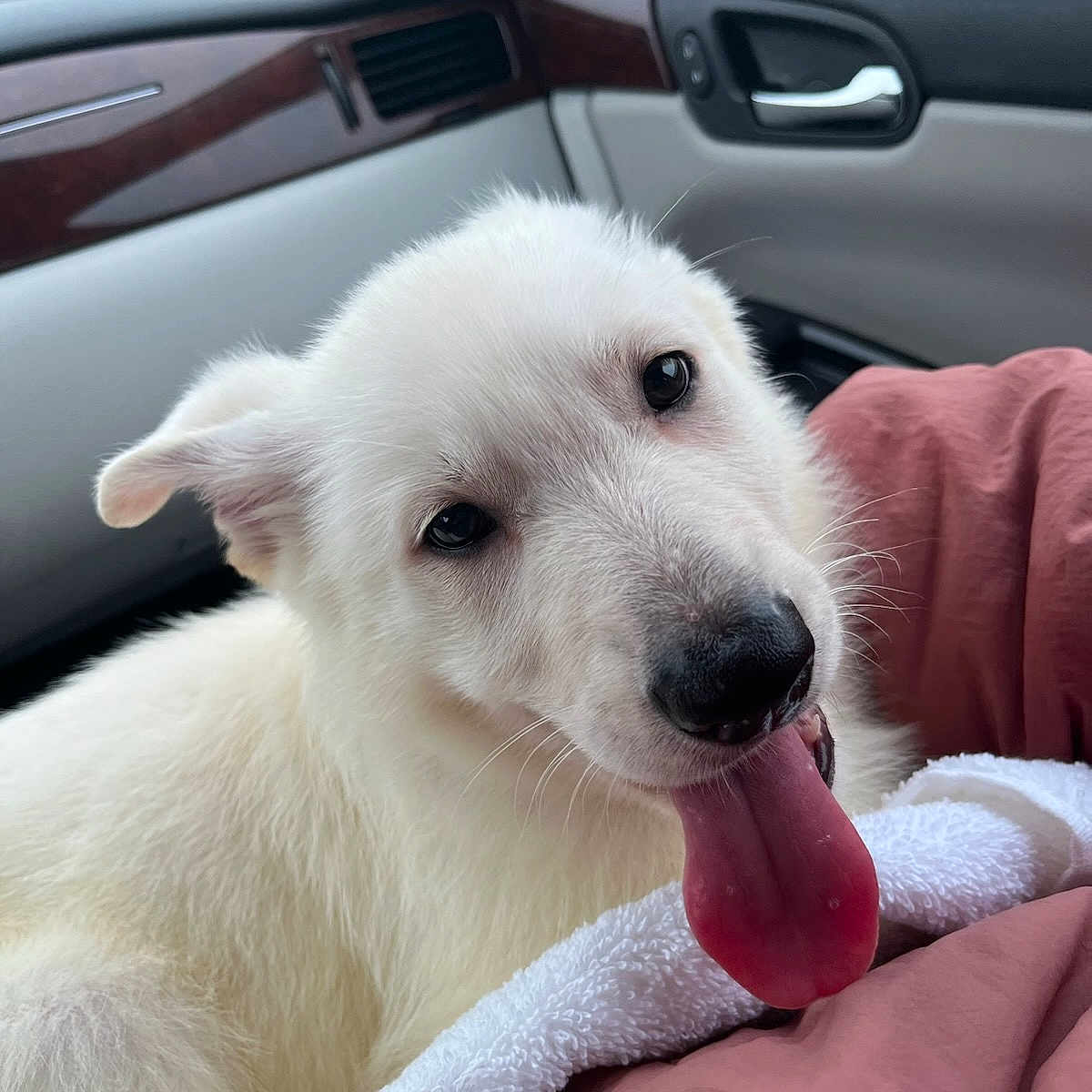 Chloe is registered to the contest to win money with this photo: animal, architecture, bodypart, building, canine, car, dog, eskimodog, husky, machine, mouth, outdoors, person, pet, puppy, spoke, tongue, transportation, vehicle, whitedog
