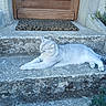 Saphir participe au concours pour gagner de l'argent avec cette photo : cat, fluffy_cat, white_cat, pet, animal, lying_down, relaxed, outdoor, doorway, door, doorstep, concrete, stone, doormat, house, entrance, porch, fur, whiskers, lazy