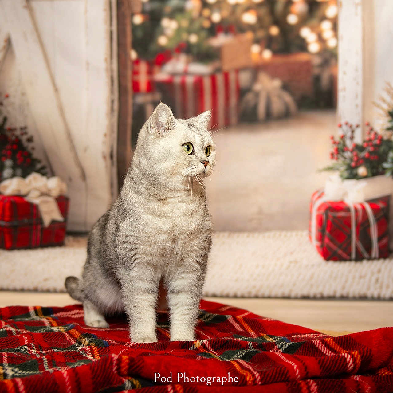 Saphir participe au concours pour gagner de l'argent avec cette photo : cat, christmas, holiday, festive, wrapped_gifts, presents, tartan_blanket, silver_fur, pet, animal, sitting, indoors, cozy, decorations, evergreen, red_bow, santa_costume, portrait, studio_photography, watermark