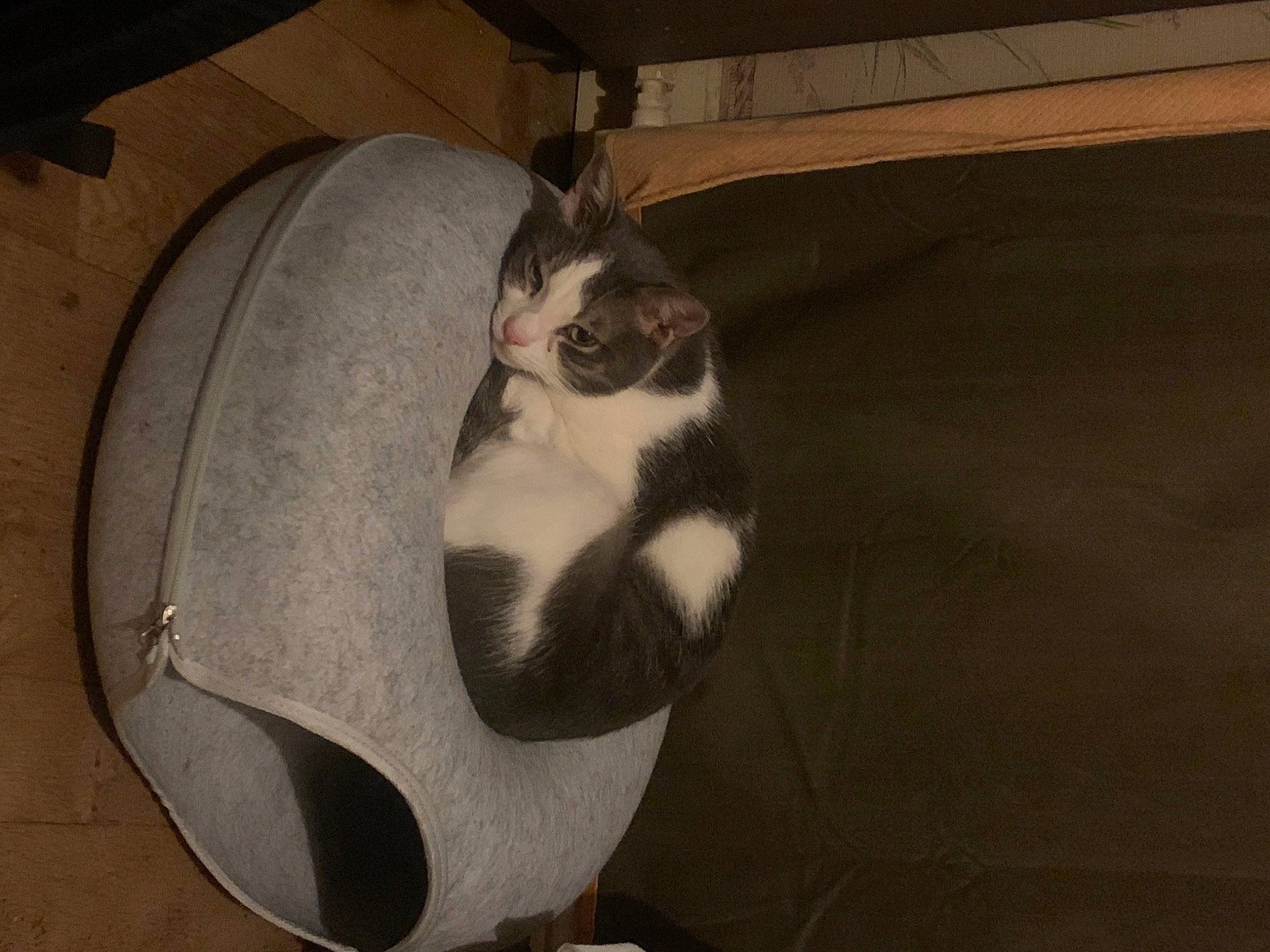 Thor a rejoint le concours — aidez-le/la à gagner de superbes lots ! automotive_tire, carnivore, cat, cat_bed, cat_supply, circle, comfort, domestic_short_haired_cat, felidae, fur, grey, head, metal, paw, small_to_medium_sized_cats, table, tail, whiskers, window, wood