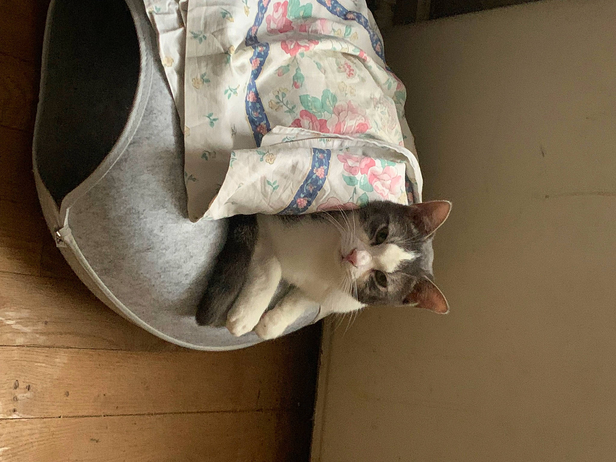 Thor a rejoint le concours — aidez-le/la à gagner de superbes lots ! canidae, carnivore, cat, comfort, domestic_short_haired_cat, fawn, felidae, fur, grey, linens, paw, small_to_medium_sized_cats, snout, tail, whiskers, window, wood