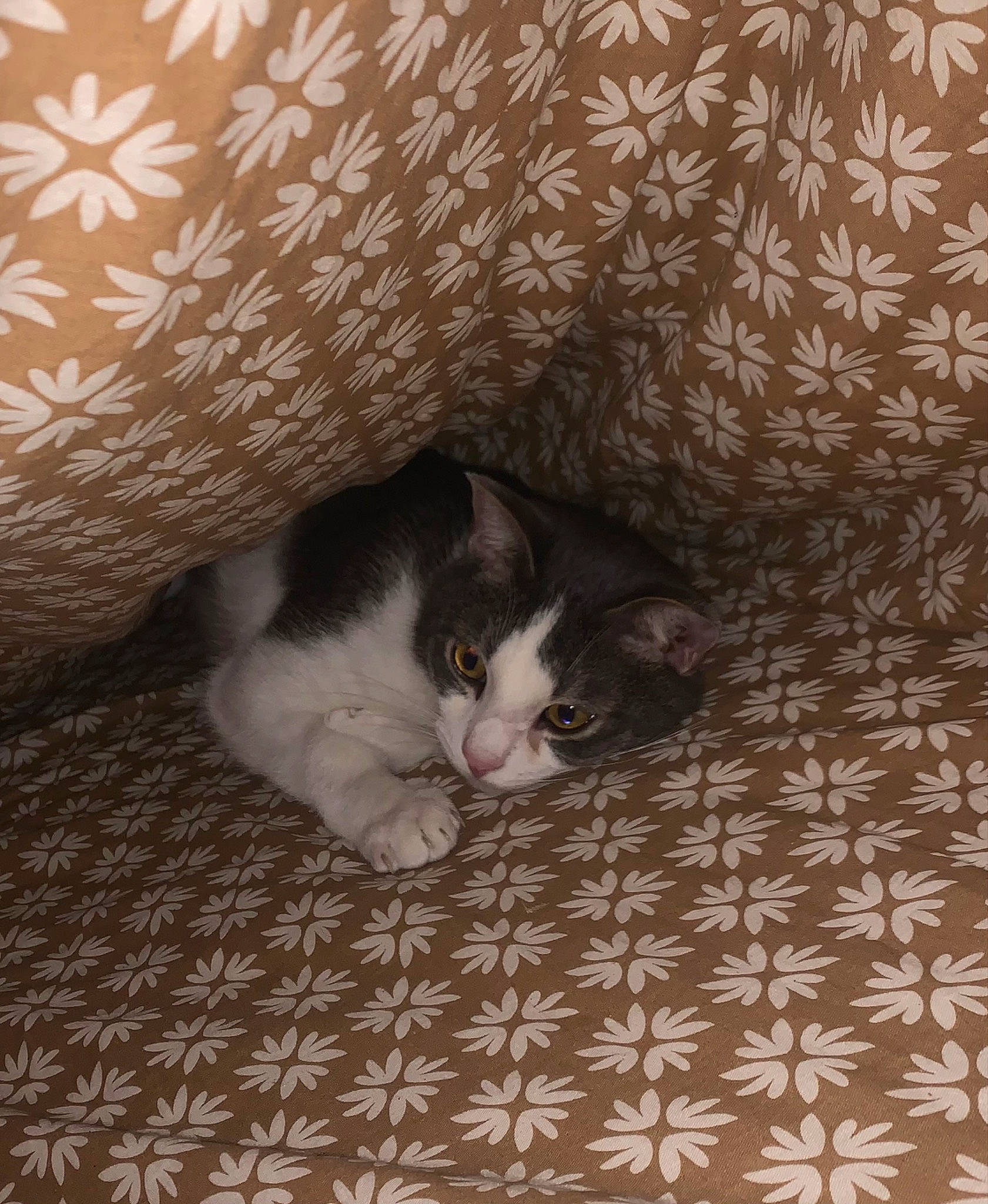 Thor participe au concours pour gagner de l'argent avec cette photo : carnivore, cat, comfort, domestic_short_haired_cat, eye, felidae, flooring, fur, grey, hardwood, linens, pattern, paw, small_to_medium_sized_cats, snout, tail, textile, tints_and_shades, whiskers, wood