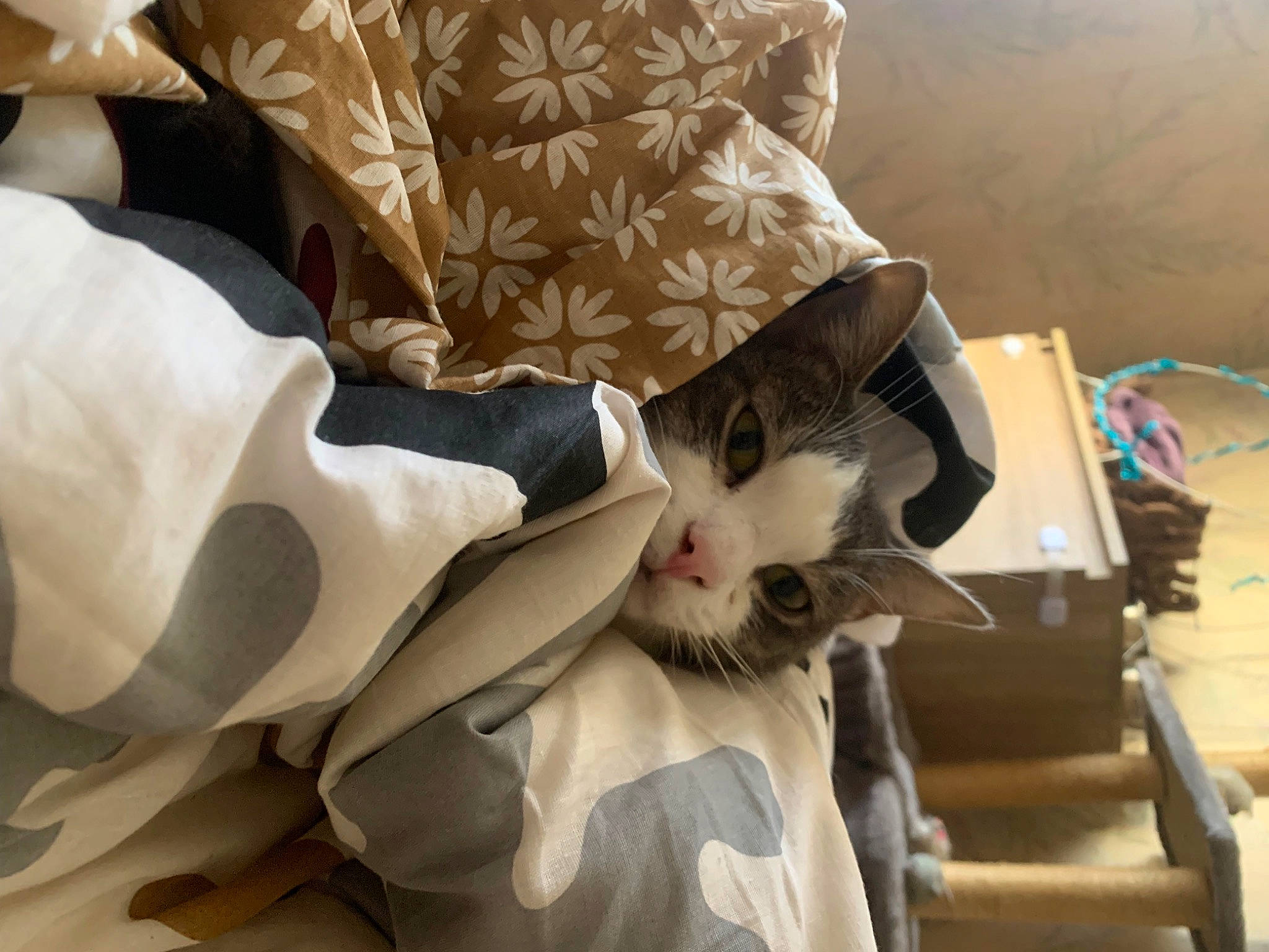 Thor a rejoint le concours — aidez-le/la à gagner de superbes lots ! carnivore, cat, comfort, domestic_short_haired_cat, eyewear, felidae, fur, linens, pattern, room, sleeve, small_to_medium_sized_cats, whiskers, wood