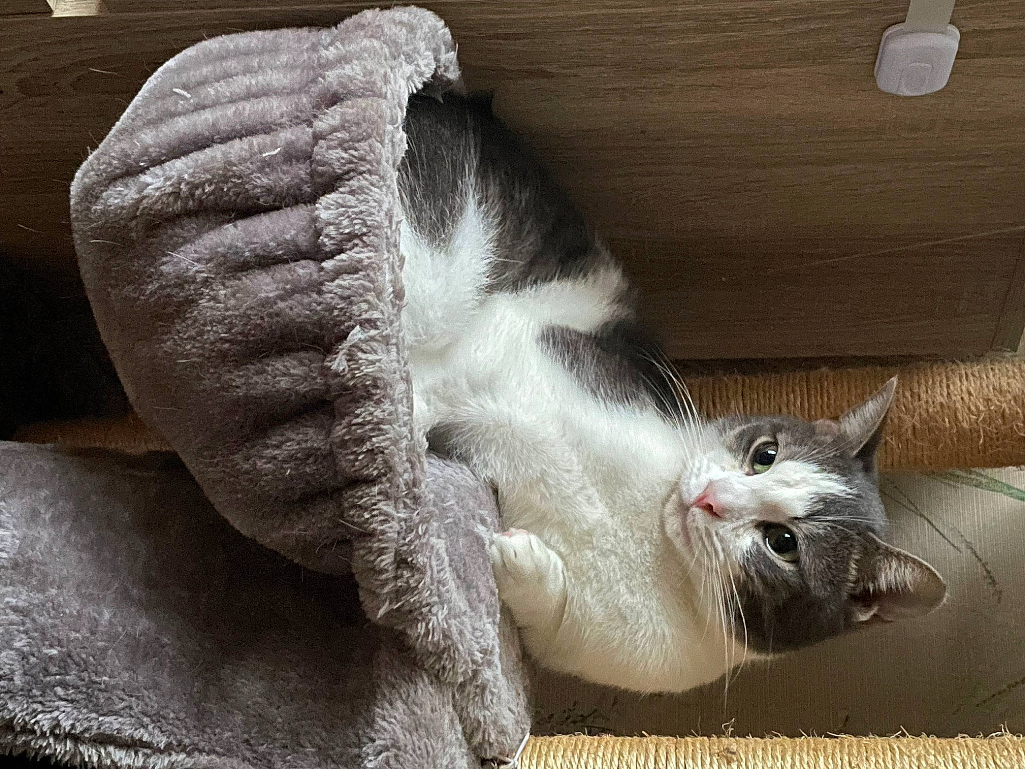 Thor participe au concours pour gagner de l'argent avec cette photo : carnivore, cat, claw, comfort, domestic_short_haired_cat, fawn, felidae, foot, fur, gesture, human_leg, nap, paw, small_to_medium_sized_cats, snout, tail, whiskers, window
