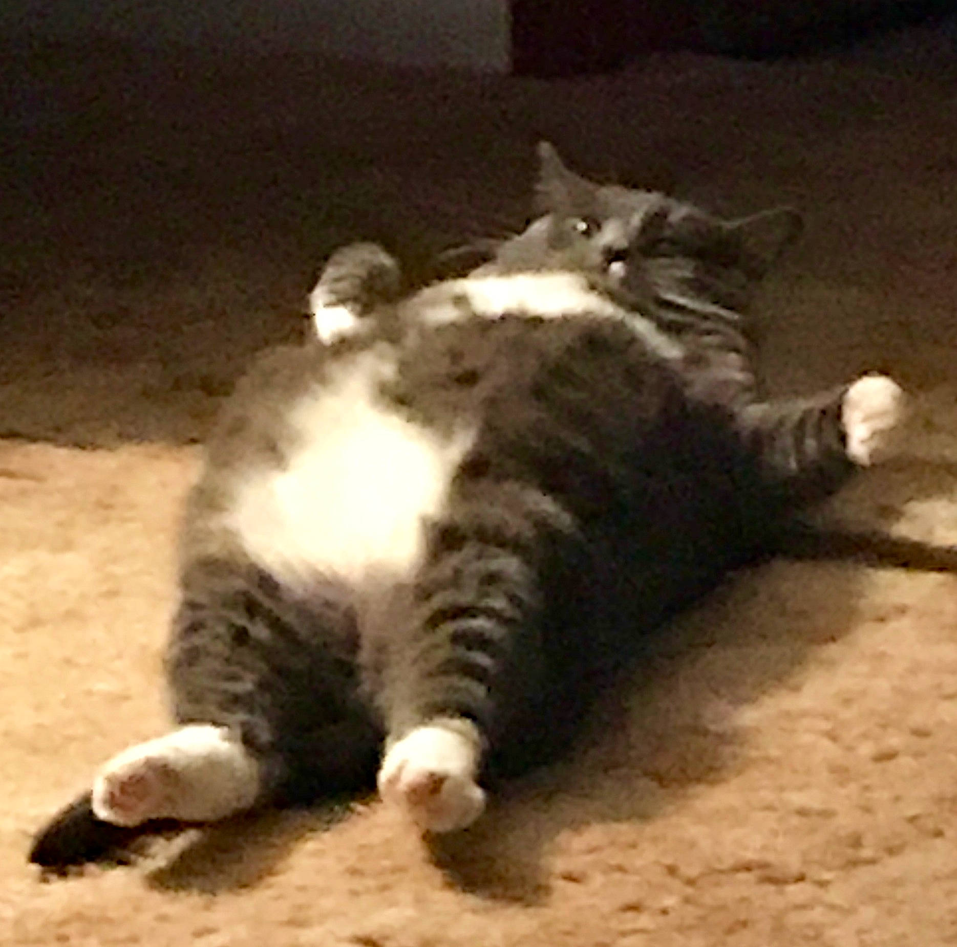 Sassy is registered to the contest to win money with this photo: american_wirehair, carnivore, cat, claw, domestic_short_haired_cat, european_shorthair, felidae, fur, kitten, nap, norwegian_forest_cat, nose, paw, polydactyl_cat, small_to_medium_sized_cats, snout, tabby_cat, tail, whiskers