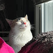 Pru is registered to the contest to win money with this photo: animal, blanket, cat, closeup, comfort, cozy, fur, indoor, peaceful, pet, pink_nose, relaxed, resting, shadow, sleepy, sunlight, texture, warm, whiskers, window
