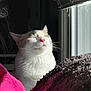 animal, blanket, cat, closeup, comfort, cozy, fur, indoor, peaceful, pet, pink_nose, relaxed, resting, shadow, sleepy, sunlight, texture, warm, whiskers, window