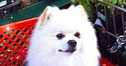 Harley is registered to the contest to win money with this photo: dog, white_dog, fluffy, shopping_basket, red_basket, garden, plants, greenery, pet, cute, furry, small_dog, pomeranian, animal, indoors, shopping_cart, sparkles, leash, calm, portrait