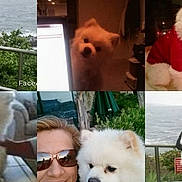 Harley is registered to the contest to win money with this photo: dog, white_dog, person, outdoor, water, hoodie, sunglasses, collage, indoor, lights, festive, pet, portrait, holding, fence, greenery, casual, cute, animal, companion