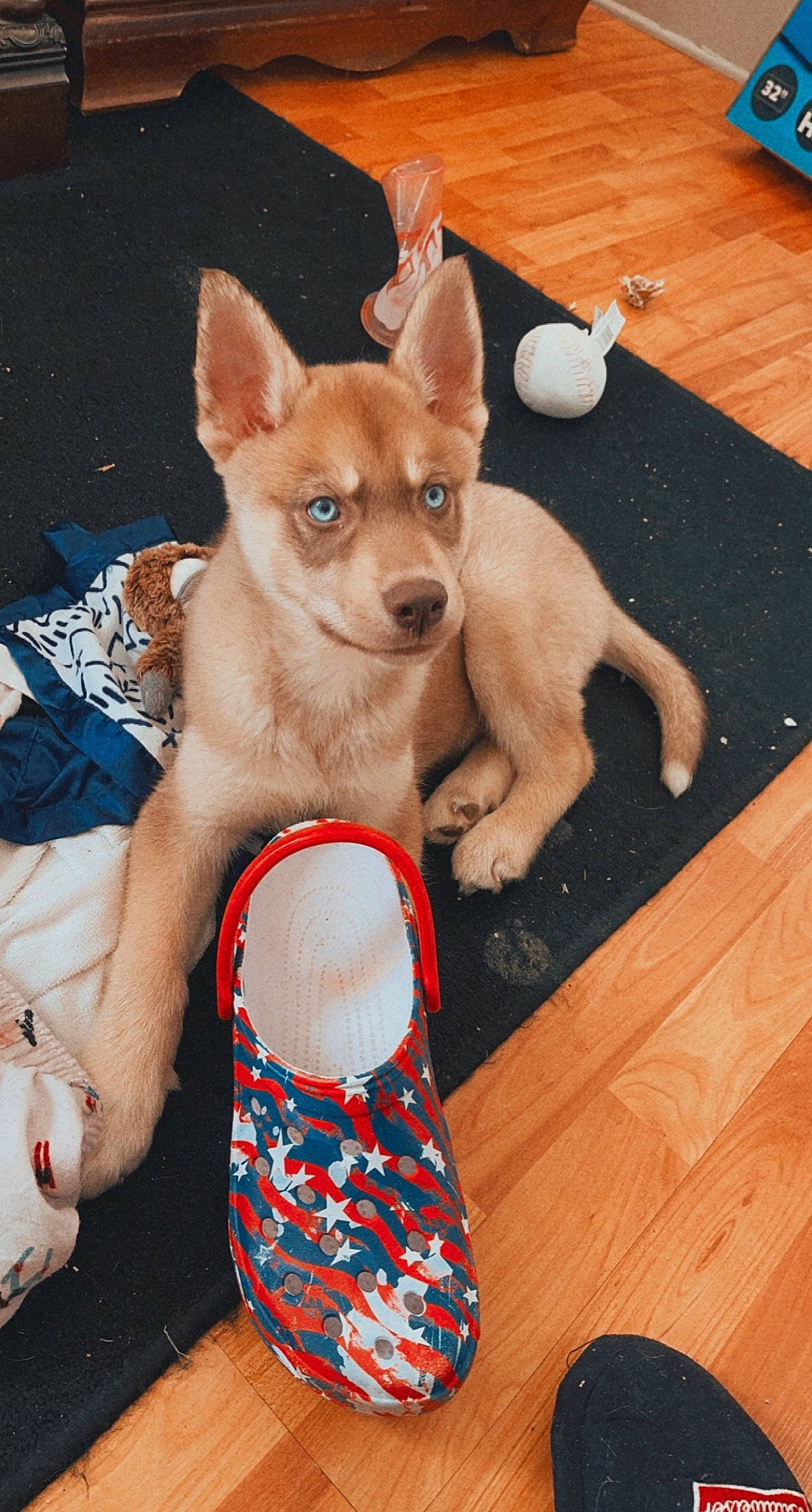 Havoc is registered to the contest to win money with this photo: blue, carnivore, comfort, companion_dog, dog, dog_breed, dog_supply, fawn, flooring, hardwood, human_body, human_leg, snout, thigh, toy_dog, trunk, varnish, whiskers, wood, working_animal