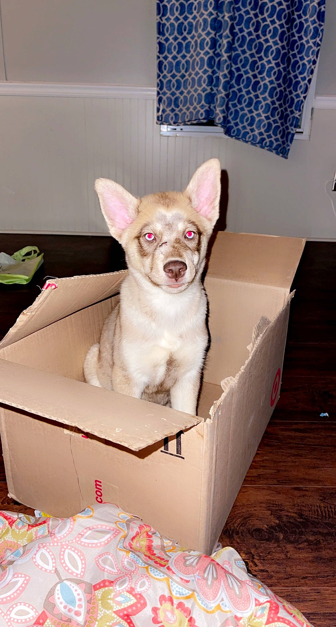 Havoc is registered to the contest to win money with this photo: canidae, carnivore, chihuahua, comfort, companion_dog, corgi_chihuahua, dog, dog_breed, dog_supply, fawn, non_sporting_group, pet_supply, pink, room, snout, sporting_group, toy_dog, whiskers, white, working_animal