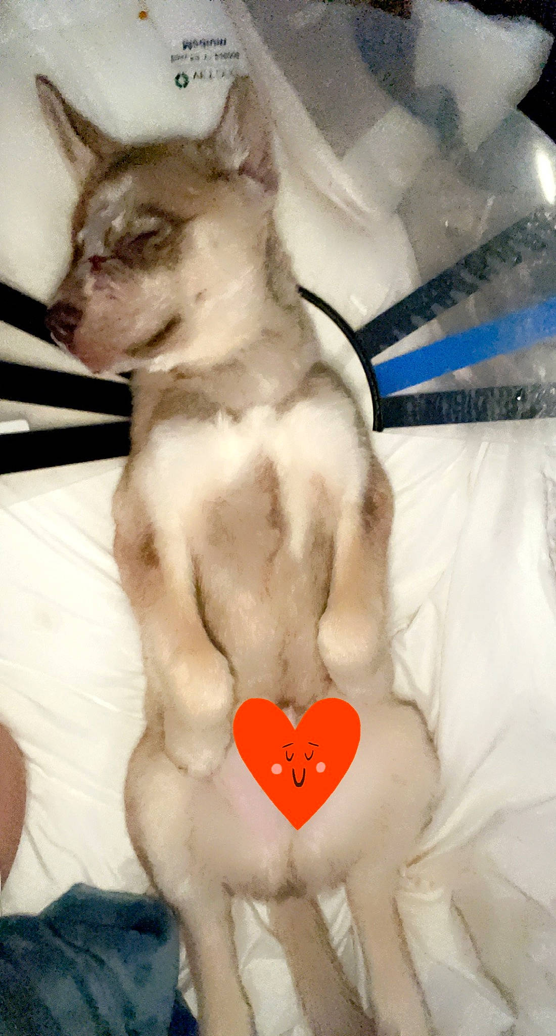 Havoc joined the competition — help win amazing prizes! abdomen, art, barechested, carnivore, cat, chest, fawn, felidae, finger, gesture, jaw, mouth, navel, organ, thigh, trunk, undergarment, waist, white