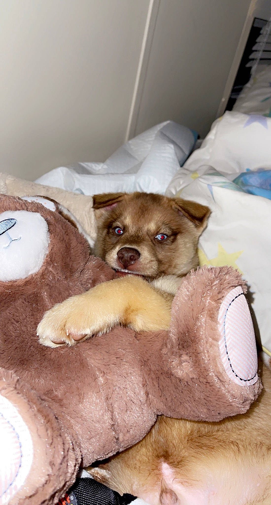 Havoc joined the competition — help win amazing prizes! canidae, carnivore, comfort, companion_dog, dog, dog_breed, dog_clothes, dog_supply, fawn, linens, liver, mammal, pet_supply, snout, sporting_group, stuffed_toy, toy, toy_dog, whiskers, working_animal